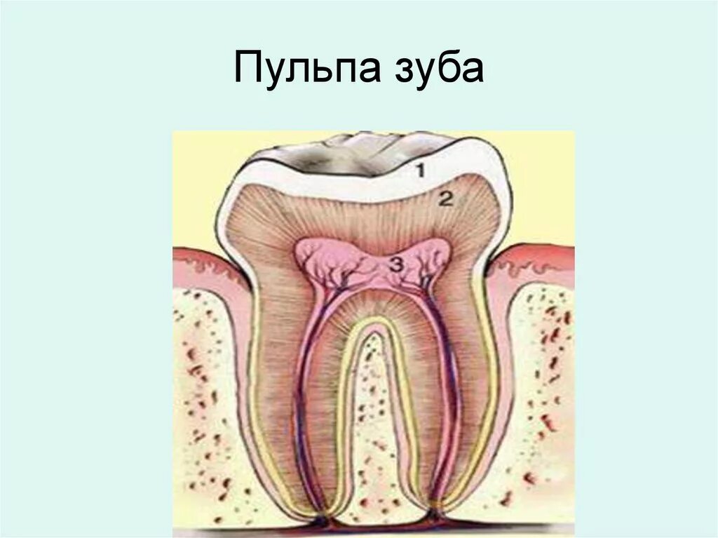 117 759 рез. по запросу "Anatomy of the tooth" - изображения, стоковые фотографи