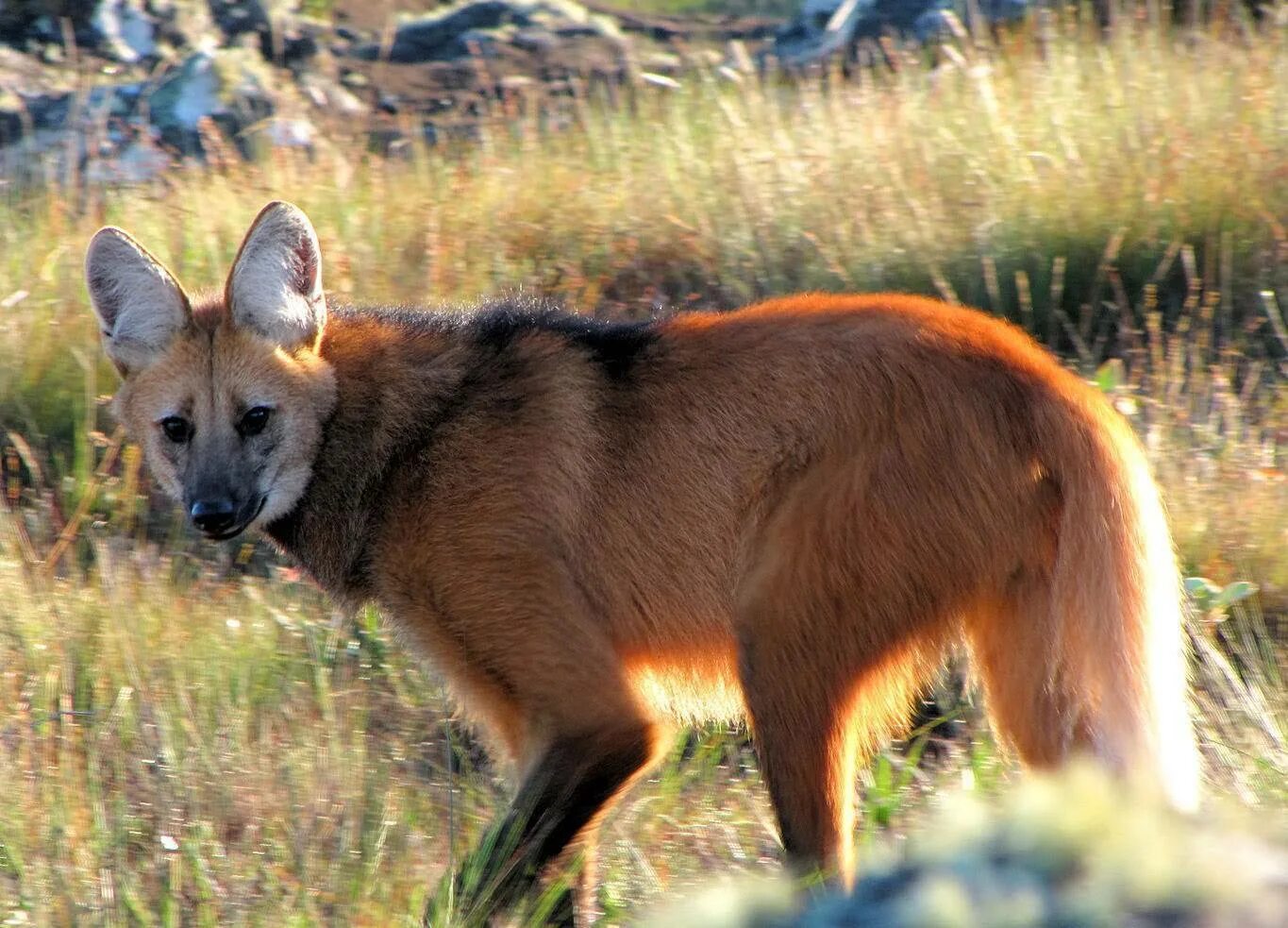 Майконг собака. Лиса семейство псовых. Гривистый волк южной америки. Хищное млекопитающее животное семейства псовых. Золотой шакал.