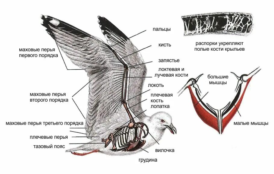 Каковы особенности мускулатуры птиц. Строение крыла птицы скелет. Строения крыла вид сверху вид снизу у птиц. Строение крыла птицы. Птицы внешнее строение строение крыла.