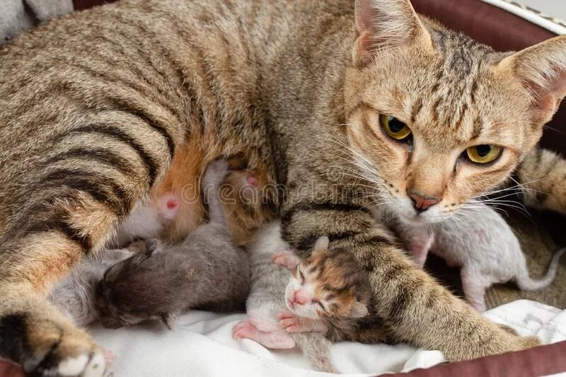 Купить маму кота. Паолматери коты. Котики мама скот. Кошка нянчит котенка. Cat feeding her Kittens скульптура.