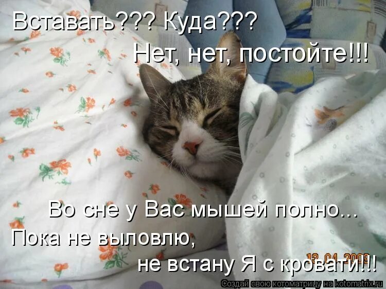 Никуда не вставать. Доброе утро ямеще сплю. Доброе сонное утро. Котик проснулся. Я еще сплю.