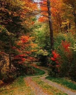 Красота осеннего леса