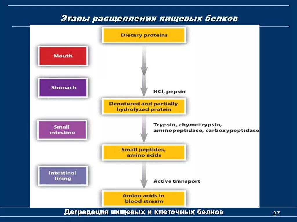 Продукты распада белка. Промежуточный продукт расщепления белков. Этапы расщепления белков. Этапы расщепления белка. Стадии расщепления белка.