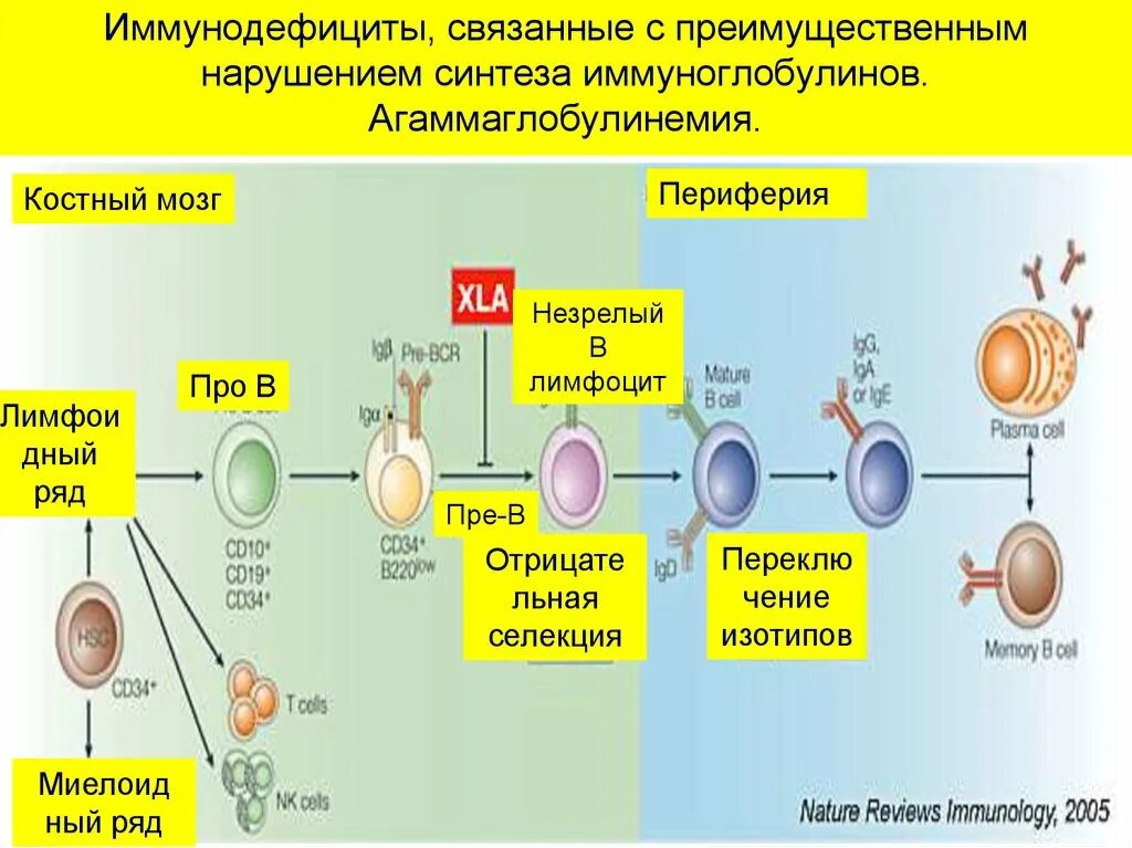 Иммуноглобулин в лимфоциты. Болезнь Брутона патогенез. Агаммаглобулинемии Брутона). Синтез иммуноглобулинов. Агаммаглобулинемии, этиология.