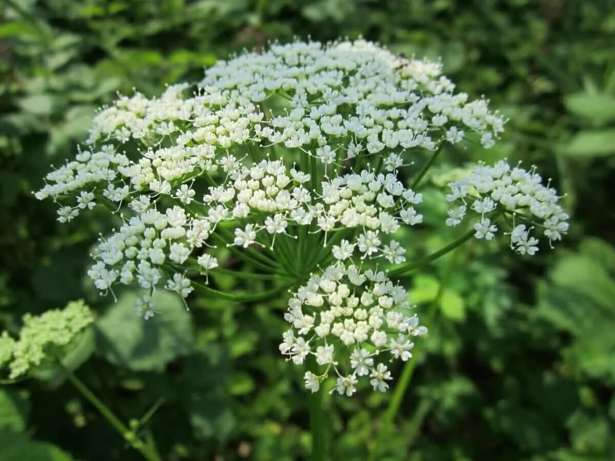 Local plant. Сныть обыкновенная и болиголов.. Салера растение. Формула цветка сныти. Ажгон фото с листьями.