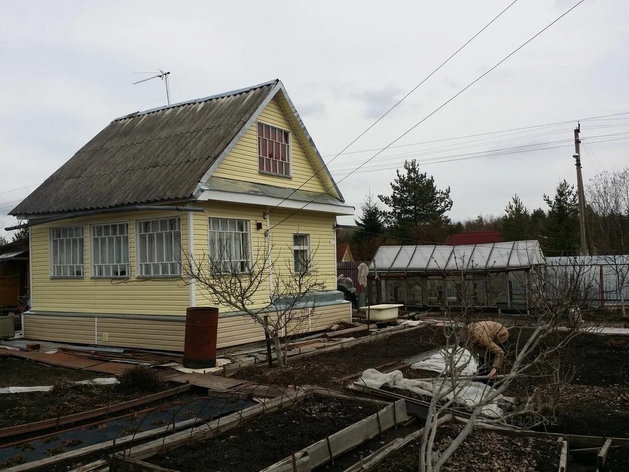 Снт невское назия. Снт электросила массив чаща. Путиловское сельское поселение садоводческий массив назия. Пупышево ленинградская область. Массив садоводства.