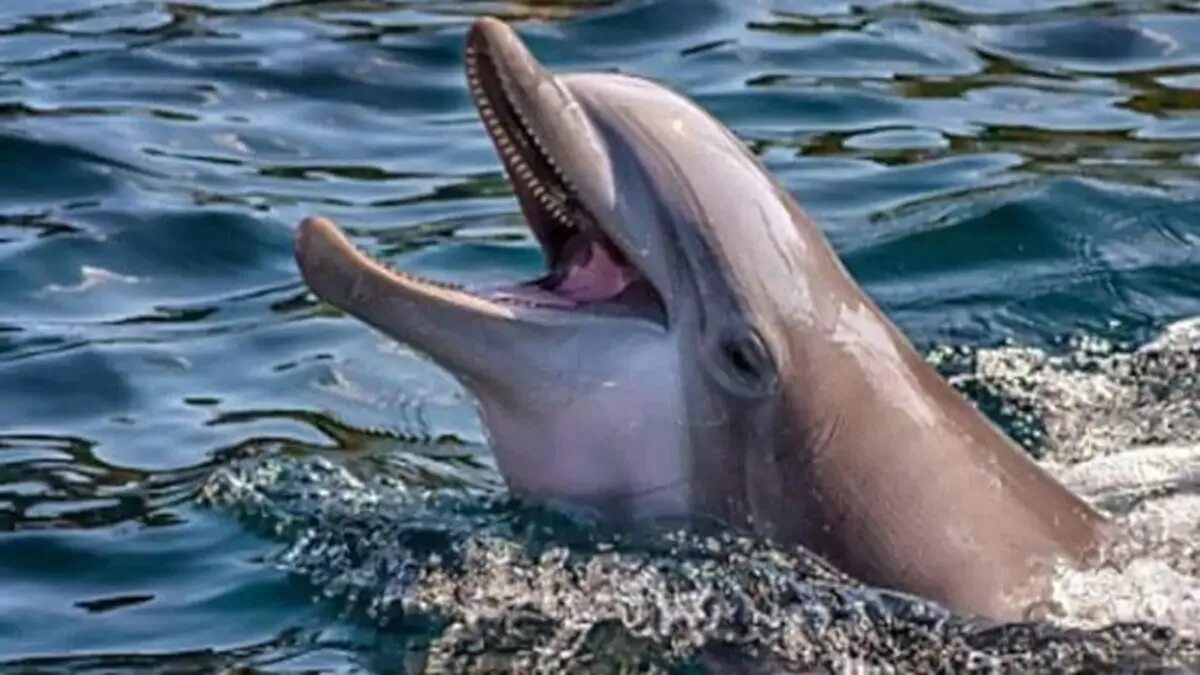 Песню умирающий дельфин. Глаз дельфина. Дельфин "она". Ganges and Ganges Dolphin.