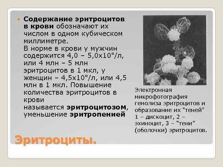 Нормальное содержание эритроцитов в крови. Норма эритроцитов в крови у взрослого человека. Содержание эритроцитов в норме. В норме в 1 мл крови содержится эритроцитов.