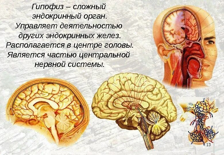 Гипофиз эндокринной. Эндокринная система гипофиз. Гипофиз это эндокринный орган. Гипофиз в голове. Где находится гипофиз.