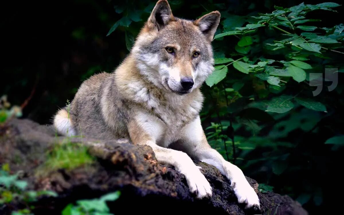 Какие волки крупнее. Волк Долины Маккензи. Красивый волк. Волк фото. Самый красивый волк.