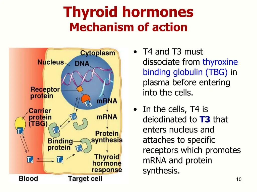 Action function. The mechanism of action of hormones. thyroid hormones. thyroid hormone synthesis. mechanism of action of antidiuretic hormone.