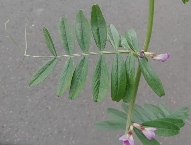 листья гороха посевного