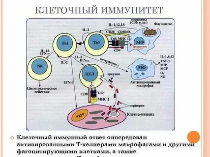 Анализ иммунного ответа
