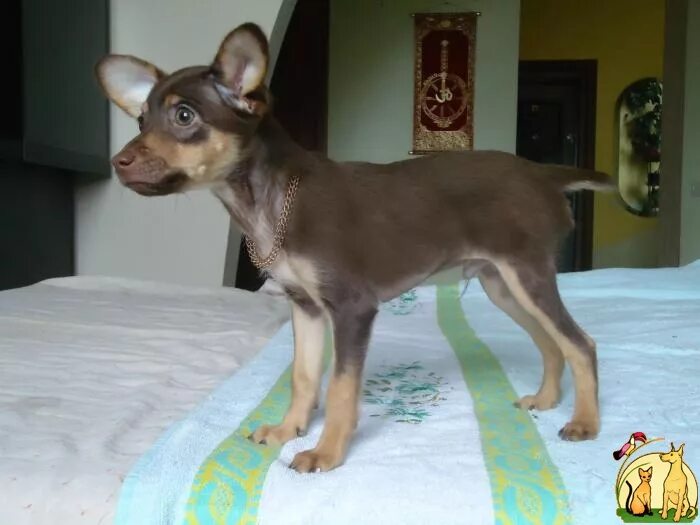 Купированный той терьер. Той терьер с некупированным хвостом. Тойтерьеры черно подпалый. Карликовый пинчер цвергпинчер. Той терьер с купированным хвостом и ушами.