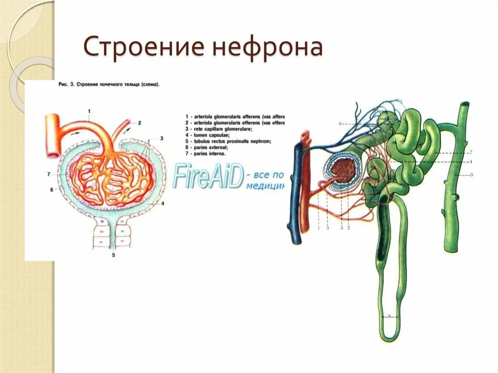 Строение почки капсула нефрона. Схема строения нефрона анатомия. Строение нефрона почки. Нефрон схема 8 класс. Нефрон анатомия 8 кл.