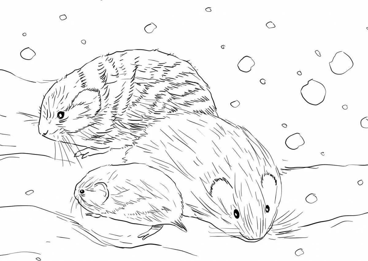 Ондатра белая. Лемминг раскраска для детей. Лемминг раскраска. Лемминги малыши. Ондатра чб.