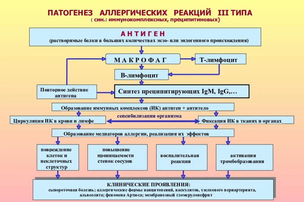 Патогенез аллергической реакции 1 типа. Схема патогенеза аллергической реакции 1 типа. сыворонча болезнь патогенез. патогенез сывороточной болезни схема. механизм развития аллергической реакции 1 типа.