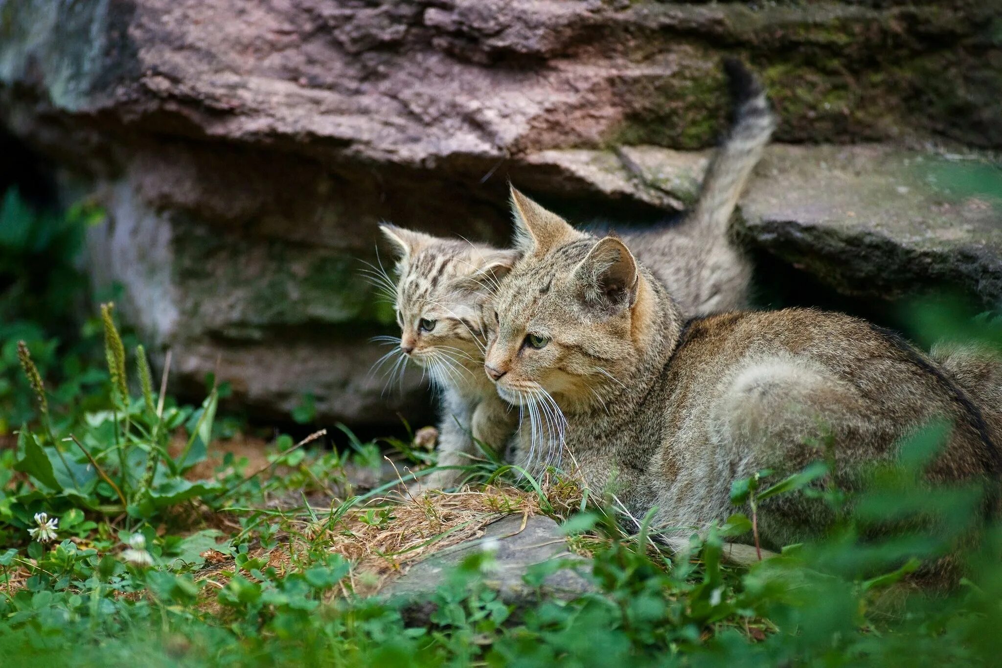 Лесной кот котята. Кавказский Лесной кот. Кавказская Лесная кошка. Дикая Лесная кошка.