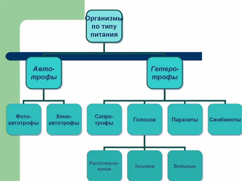 Схема типы питания организмов биология. Виды организмов по типу питания. Краткая характеристика типов питания организмов. Классификация типов питания организмов таблица. Типы питания схема 10 класс.