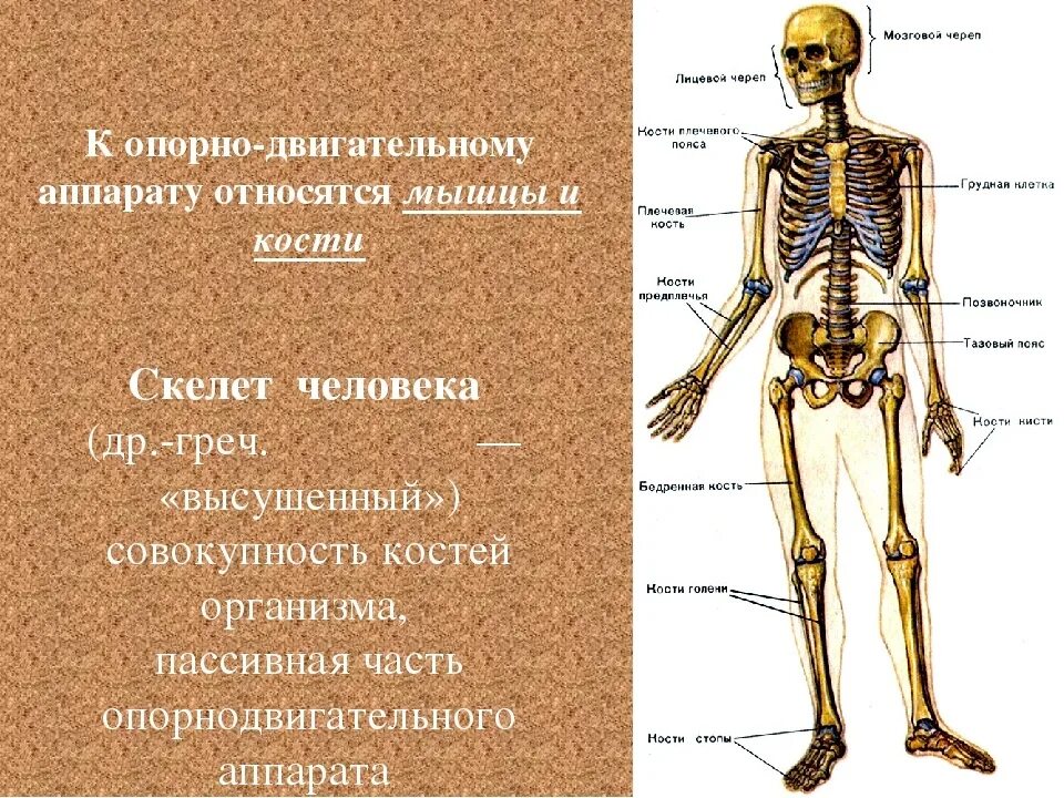 Кости скелета строение скелета 8 класс биология. Строение опорно-двигательной системы человека (мышечная система).. Таблица опорно двигательной системы человека. Скелет. Опорно двигательная система кости скелета. К внутреннему скелету относятся