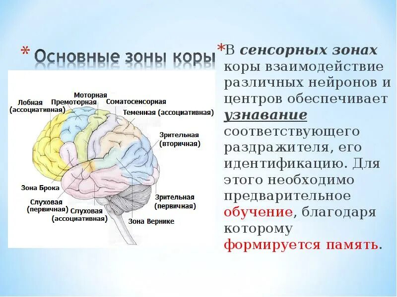 Ассоциативные зоны коры больших. Сенсорные зоны коры. Первичные сенсорные области коры. Проекционные и ассоциативные зоны коры головного мозга. Роль ассоциативных зон коры.