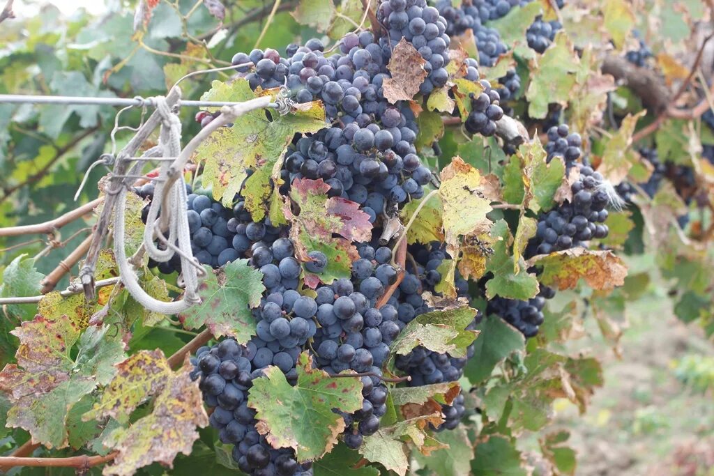 прогноз погоды виноградный анапский