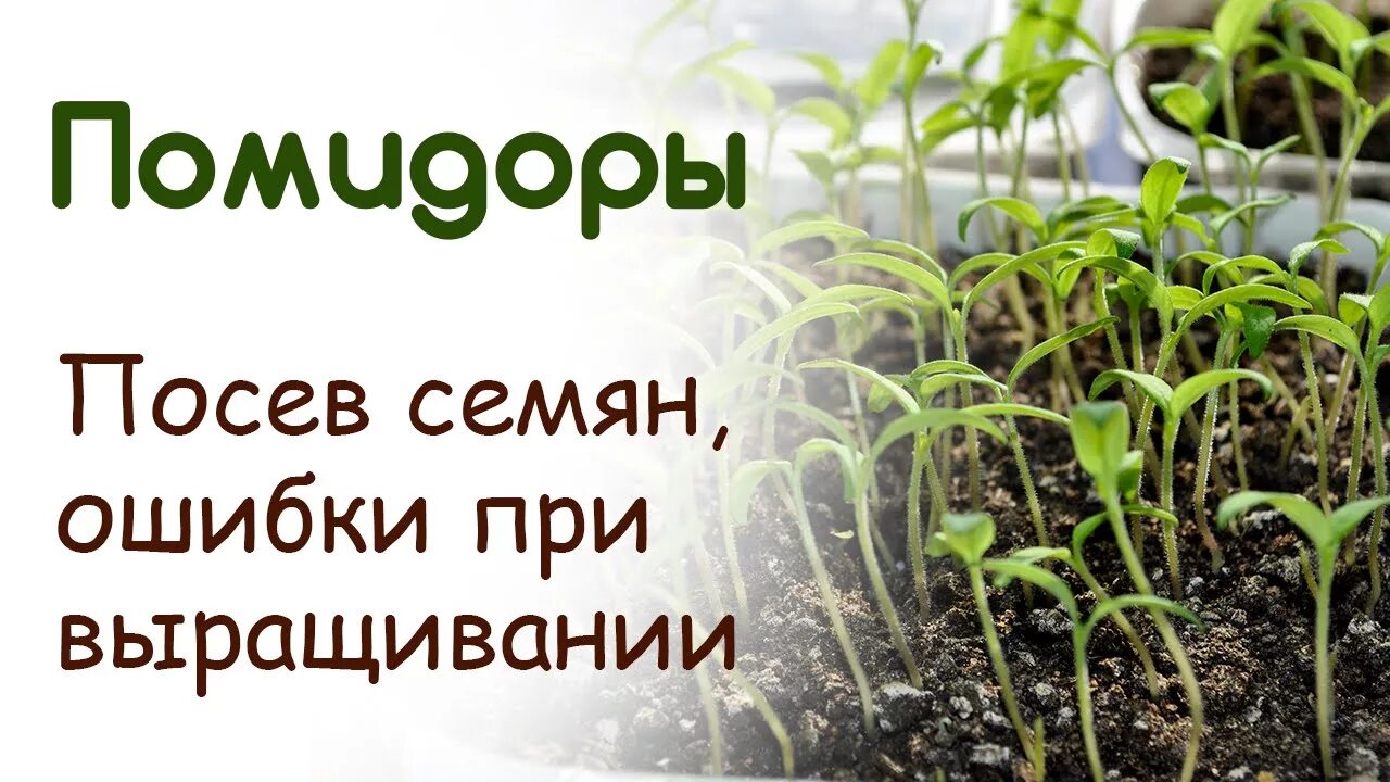 Посадка помидор на рассаду в ленинградской области. Посев томатов. Рассада помидор. Посадка томатов на рассаду. Томаты в улитке.