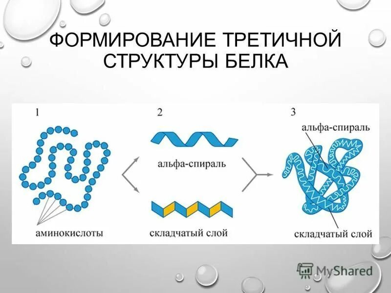 Третичная структура белка формируется. Третичная структура связи. Третичная структура структура белка. Гидрофобные связи в третичной структуре. Третичная структура структура белка.