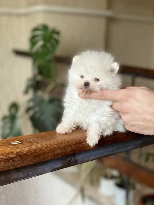 Микро мальчик. Микро мальчик