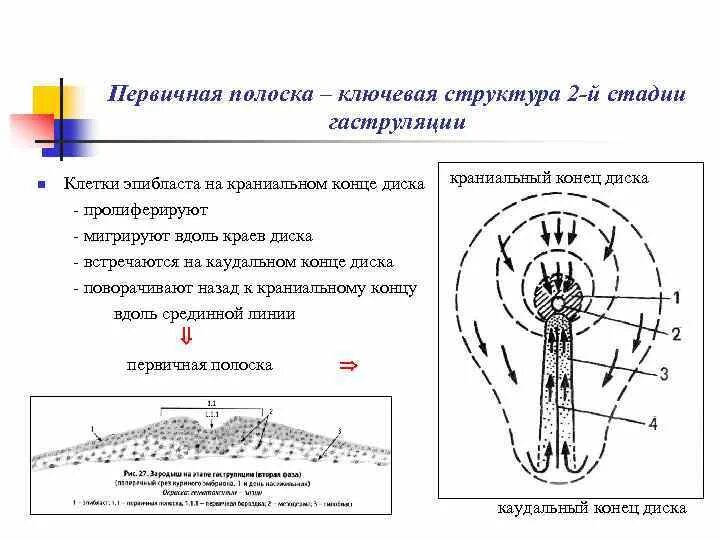 Образование первичной полоски происходит через. Первичная полоска человека. структуры первичной полоски. первичная полоска гаструляция.