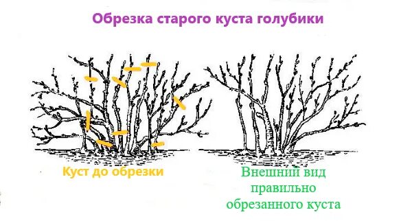 Обрезка голубики весной для начинающих в картинках. Обрезка голубики весной схема. обрезка голубики садовой схема. обрезка садовой голубики весной. голубика формирование куста.