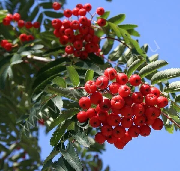 Рябина обыкновенная купить. Рябина обыкновенная Sorbus aucuparia. Рябина Шервотер. Рябина обыкновенная Шиервотер Сидлинг. Рябина обыкновенная Sheerwater seedling.