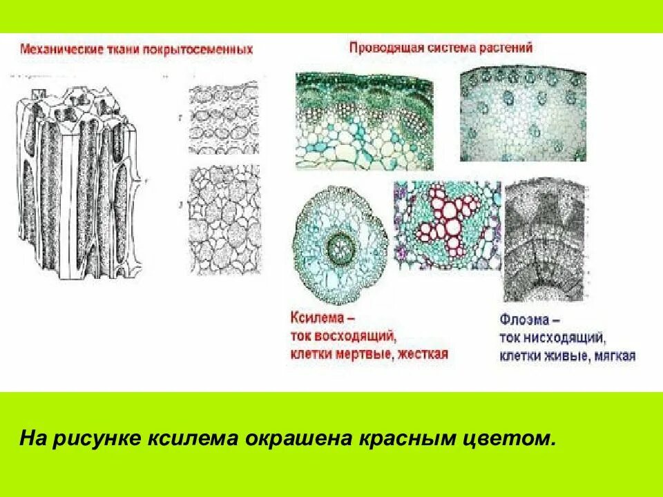 Ткани растений Ксилема флоэма. Проводящая ткань Ксилема. Флоэма и Ксилема механическая ткань. Проводящая ткань рисунок Ксилема. Флоэма рисунок