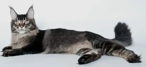 Кошка 25