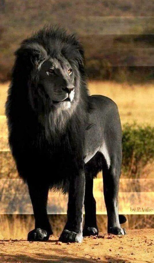 Magnificent Black Lions 