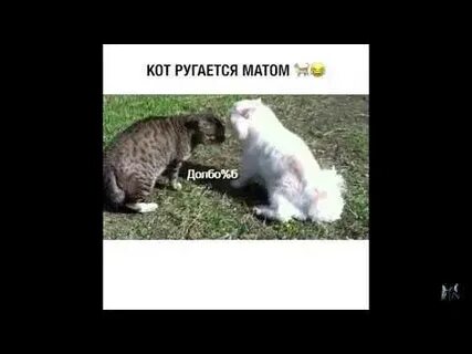 Видео с матами
