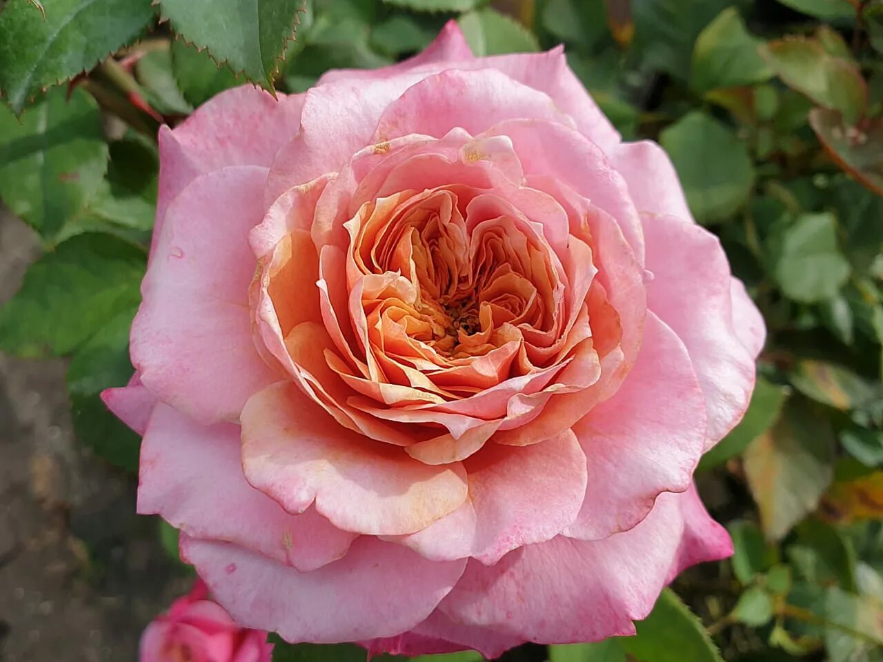 Питомник растений розы. Этикетки на саженцы роз. Питомник саженцы роз каталог. Рассада роз. Питомник саженцы роз каталог.