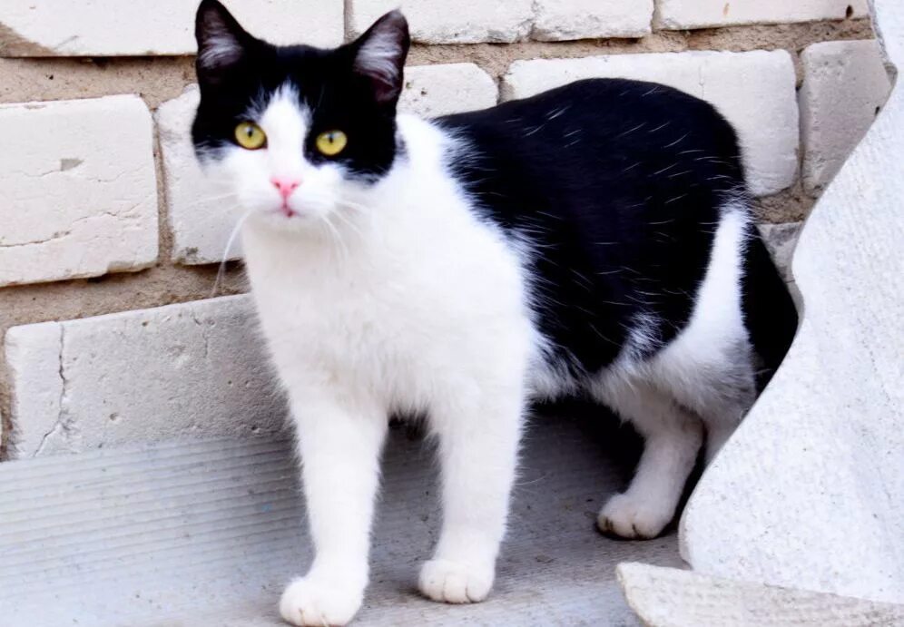 Порода черно белых кошек с фотографиями. Черно белые коты. Кошки чёрно-белого окраса. Кот с чёрно белым окрасом. Черно белая кошка порода.