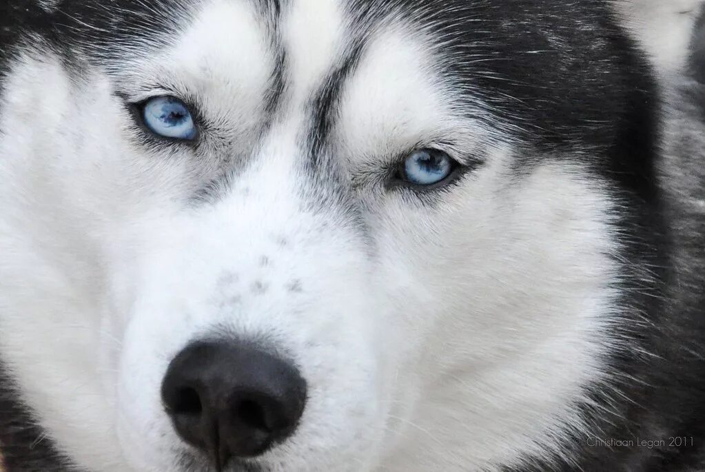 Хаски я строю глазки. Хаски сибирские ягоды. Хаски я строю глазки. Хаски я строю глазки. Хаски цвет глаз.