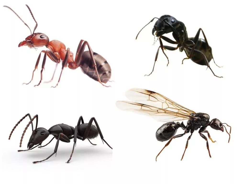 Лапы муравья. Конечности муравья. Лапы муравьев.
