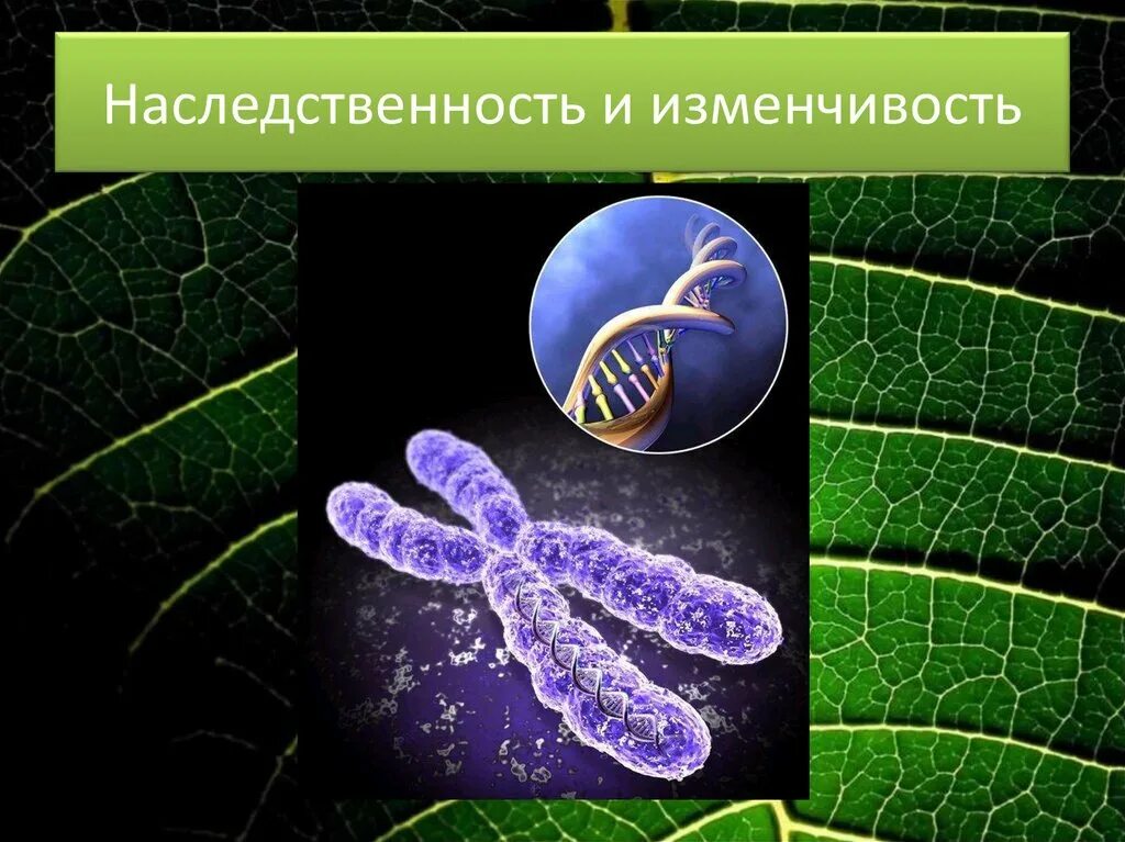 Свойства живых организмов наследственность. Наследственность и изменчивость. Наследственность организмов. Наследственность и изменчивость это в биологии. Генетика наследственность.