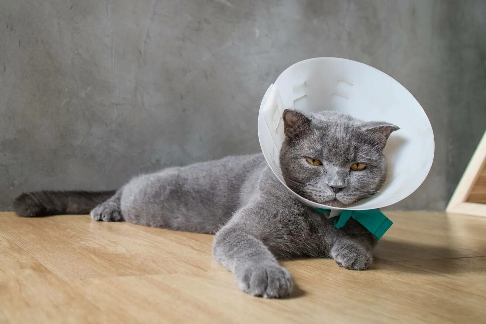 Воротник для кота. Сколько коту носить воротник после кастрации. Сколько коту носить воротник после кастрации. Воротник для кота. Елизаветинский воротник.