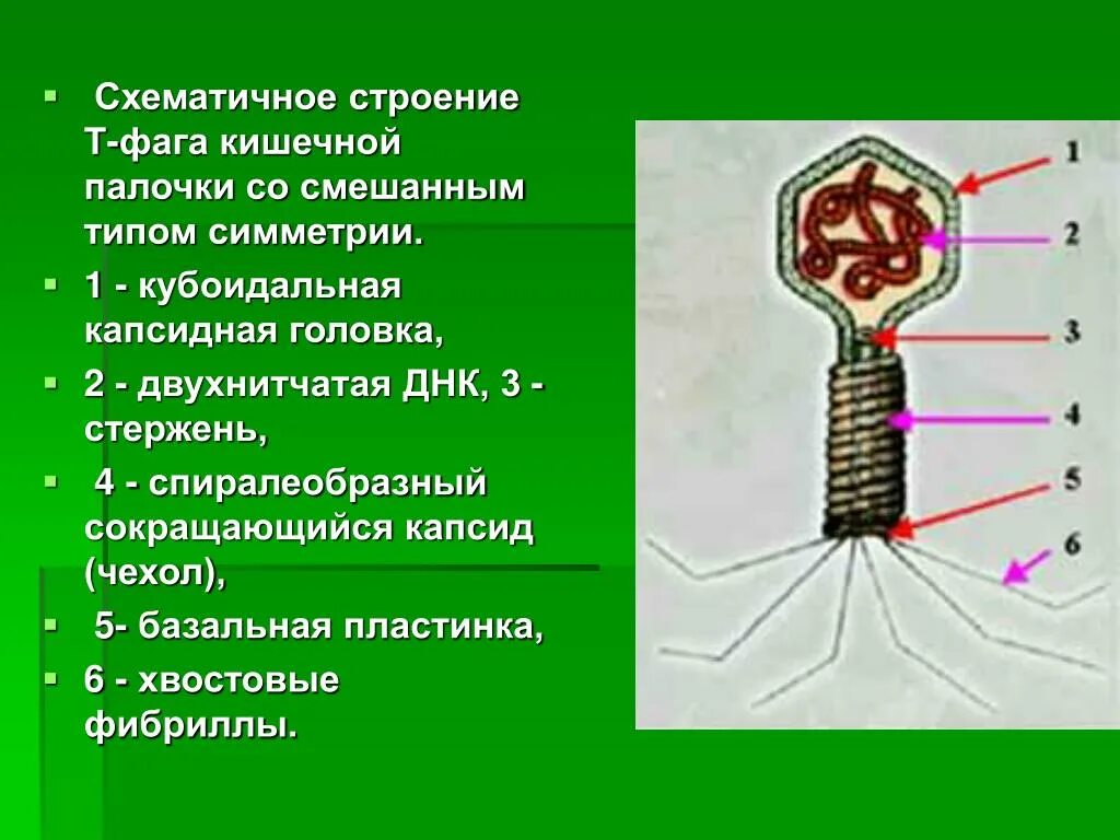 Строение бактериофага кишечной палочки. Бактериофаг т2 строение. Т четный бактериофаг кишечной палочки. Бактериофаги строение кишечной палочки т2. Наследственный аппарат вируса формы жизни бактериофаги