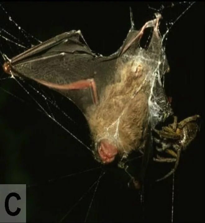 Паук мышь. Centronycteris centralis. паук ест летучую мышь. паук поедающий летучих мышей. ловля летучих мышей.