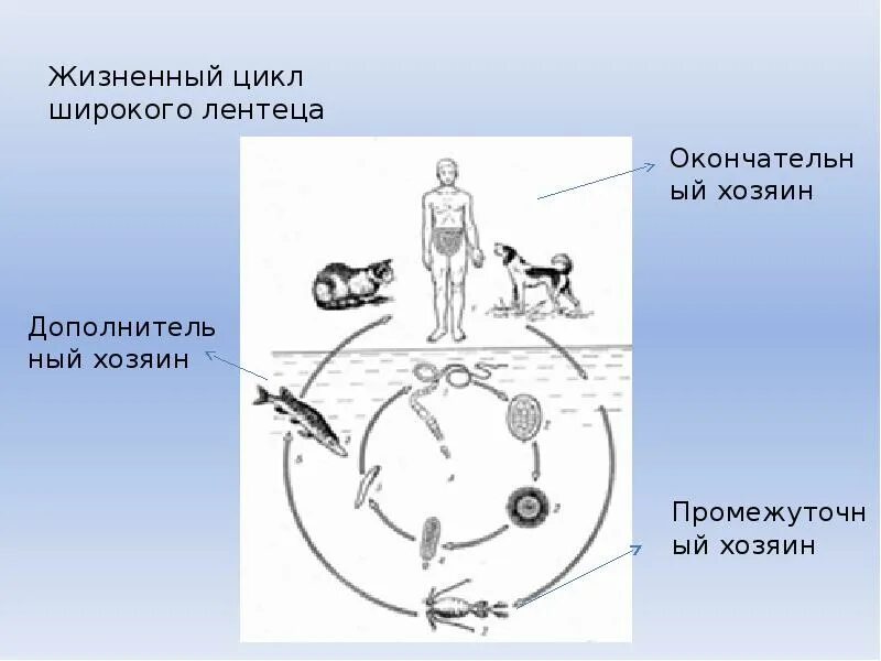 Можно ли считать человека промежуточным хозяином широкого. Широкий лентец жизненный цикл. Окончательный хозяин широкого лентеца. Цикл широкого лентеца схема. Жизненный цикл широкого лентеца схема.