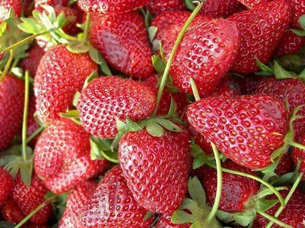 Сорт ремонтантной земляники московский деликатес. Земляника московский. Клубника сорт московский деликатес. Московские зори земляника отзывы. Земляника московский.