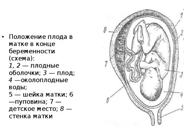 Строение плодных оболочек. Строение плаценты и плодных оболочек. Строение плодного яйца. Строение оболочек плодного яйца.