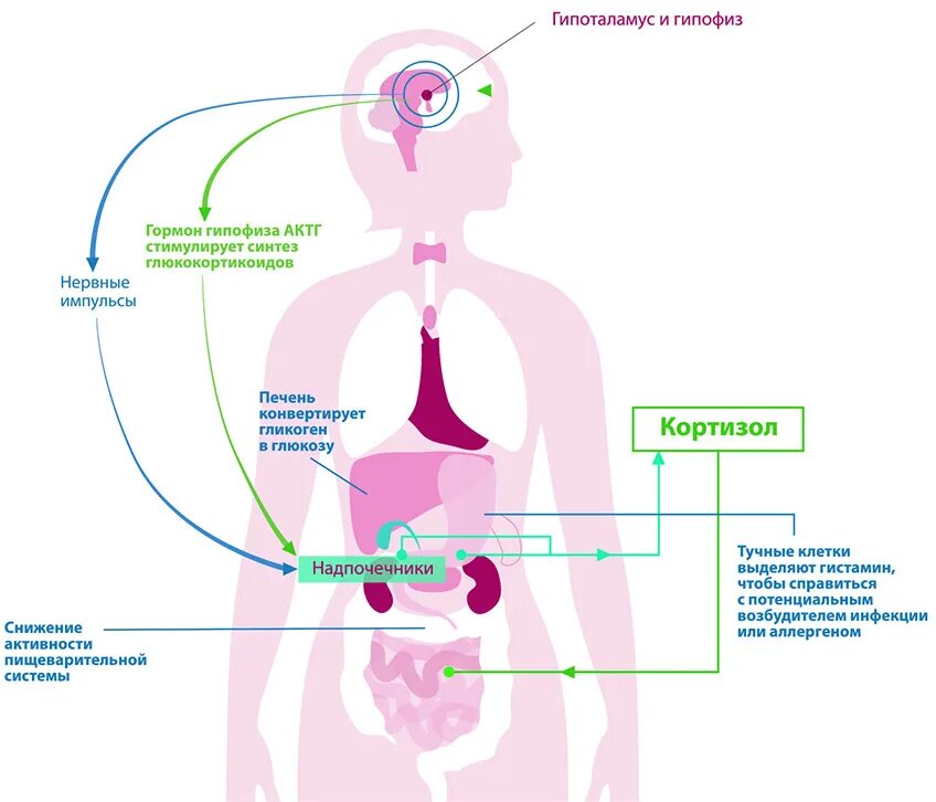 Как стресс влияет на жкт. Как стресс влияет на жкт. Влияние стресса на мозг. Симптом раздраженного кишечника патогенез. Ось микробиота-кишечник-головной мозг.