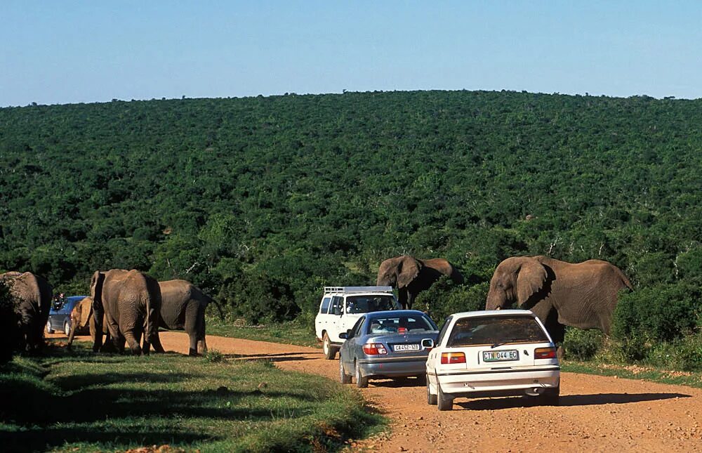 Самая большая площадь в африке занимает. Парк Аддо Элефант. Аддо парк ЮАР. Эддо национальный парк Африки. Национальный парк слонов Аддо.