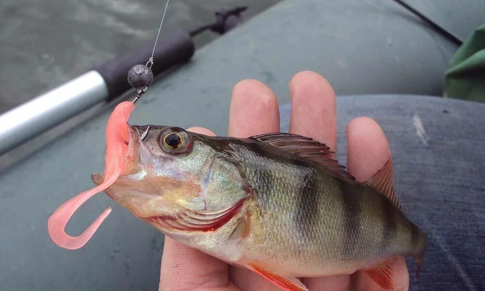 На что лучше ловить окуня осенью Hunting Fishing Page 197 of 343